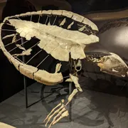 Natuurhistorisch Museum Maastricht