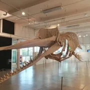 Stichting Natuurmuseum Brabant