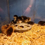 Nederlands Pluimveemuseum