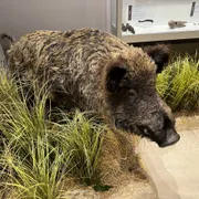 Observeum museum + sterrenwacht