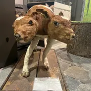 Schoonewelle Museum voor Natuur en Ambacht