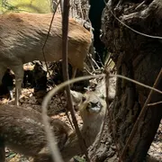 Schoonewelle Museum voor Natuur en Ambacht