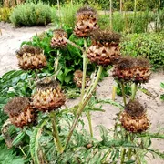 Streekmuseum Veldzicht