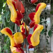 TU Delft Hortus Botanicus