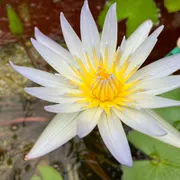 TU Delft Hortus Botanicus