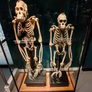 Universiteitsmuseum Utrecht | UMU