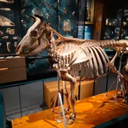 Universiteitsmuseum Utrecht | UMU