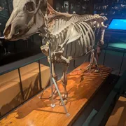 Universiteitsmuseum Utrecht | UMU