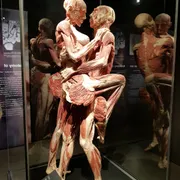 BODY WORLDS Amsterdam