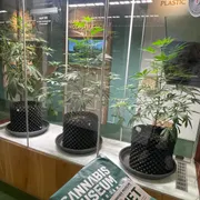 Cannabis Museum Amsterdam