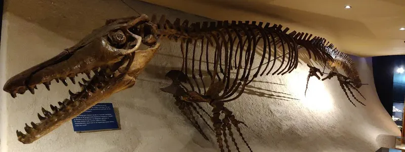 Natuurhistorisch Museum Maastricht
