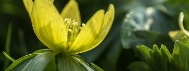 Hortus botanicus Leiden