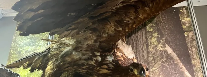 Schoonewelle Museum voor Natuur en Ambacht