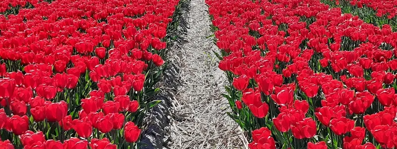 Streekmuseum Veldzicht