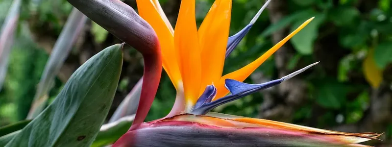 TU Delft Hortus Botanicus