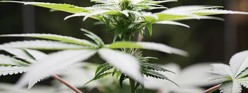 Cannabis Museum Amsterdam