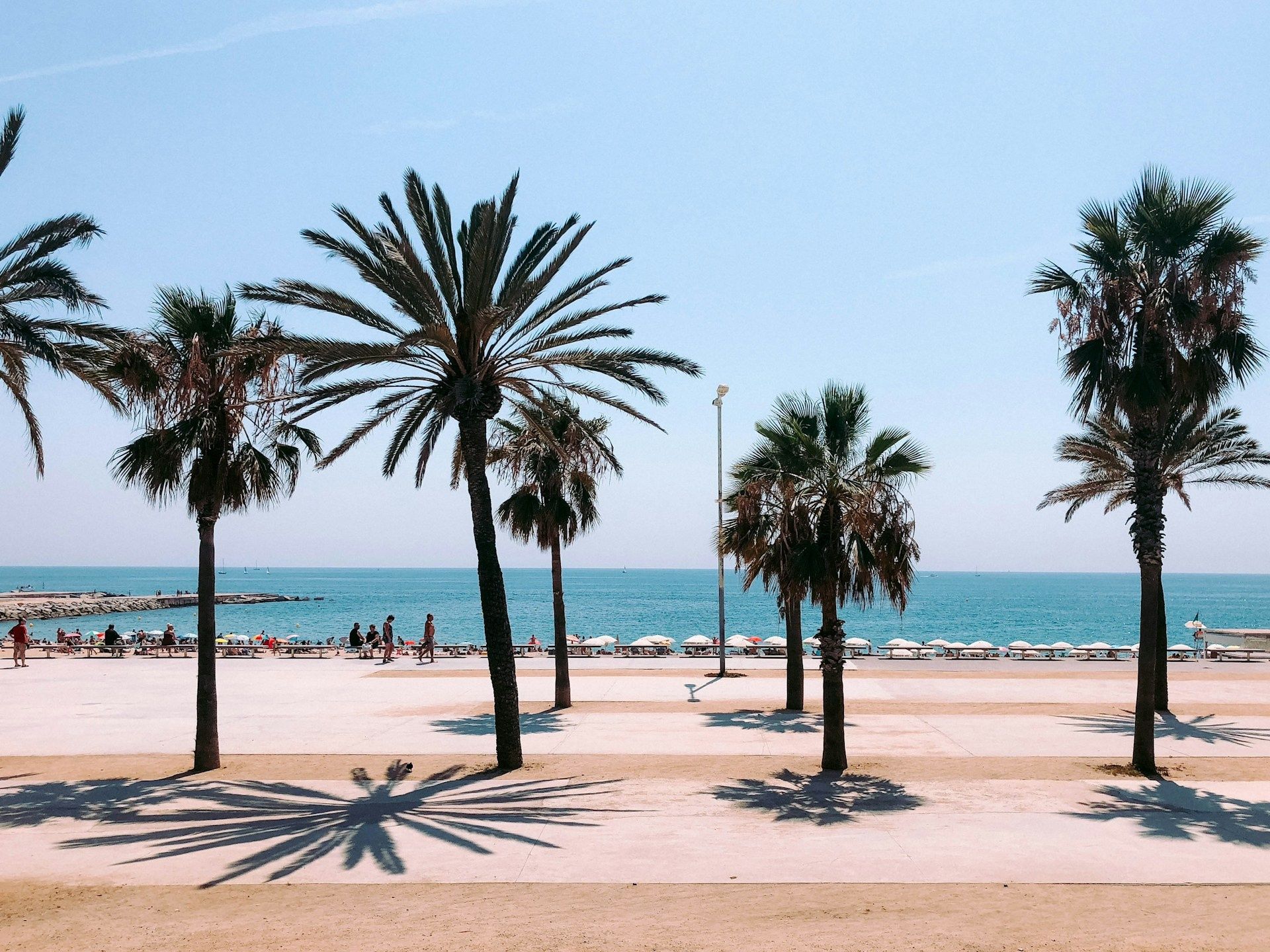 Palmbomen in Barcelona