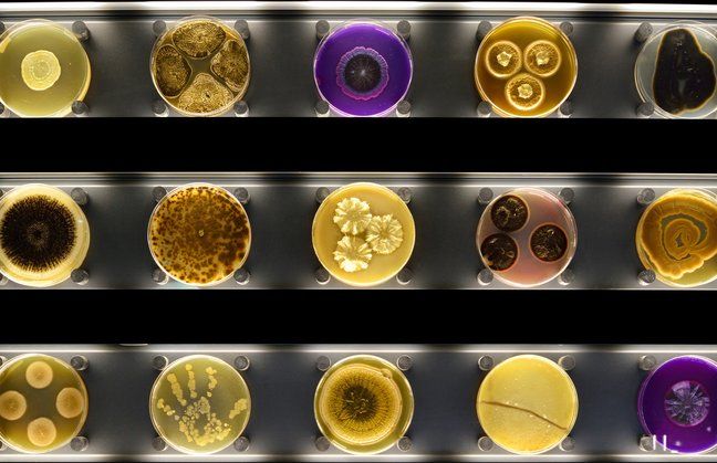 ARTIS - Micropia