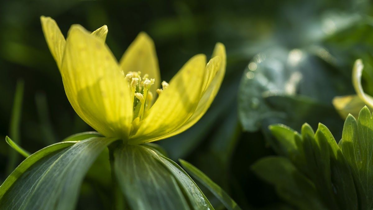 Hortus botanicus Leiden