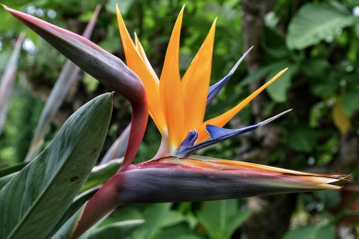 TU Delft Hortus Botanicus