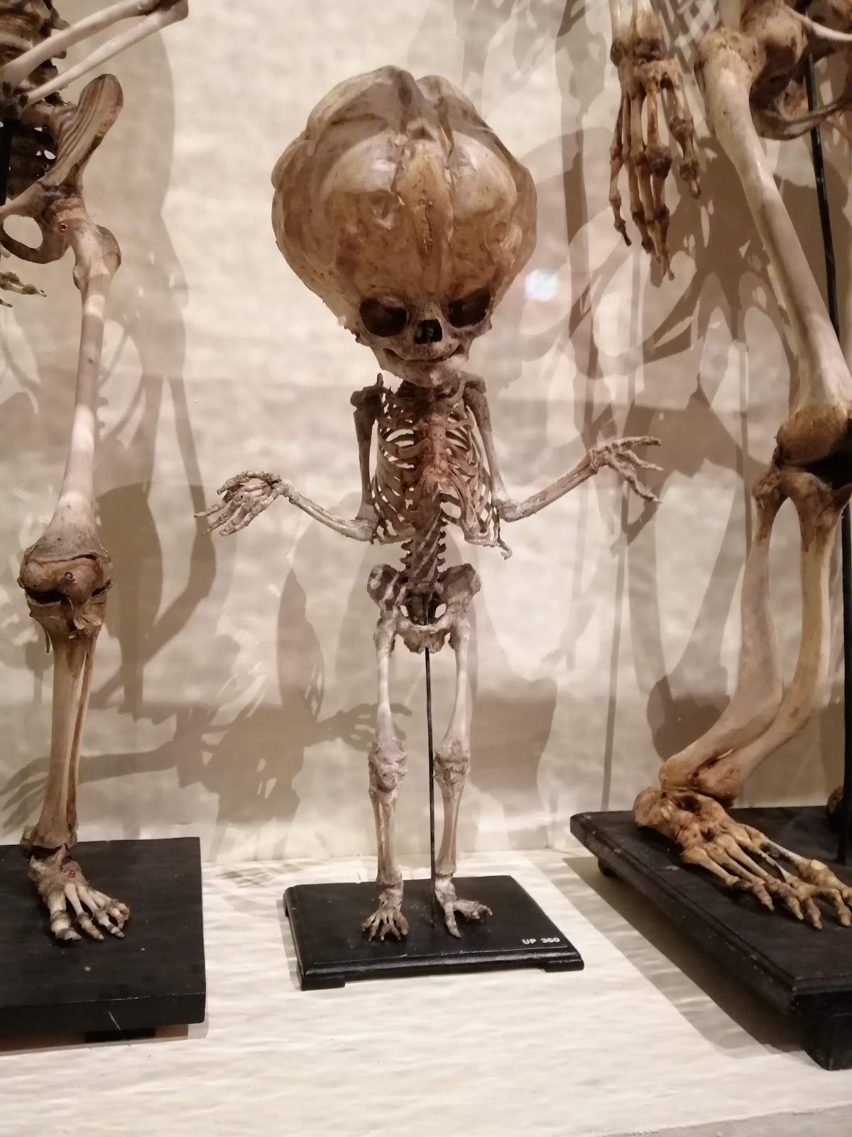 Universiteitsmuseum Utrecht | UMU