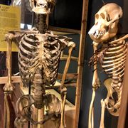 Universiteitsmuseum Utrecht | UMU