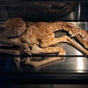 ARTIS - Micropia