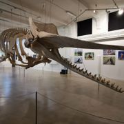 Stichting Natuurmuseum Brabant
