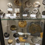 Geologisch Museum Hofland
