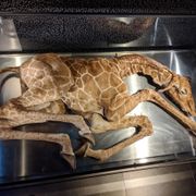 ARTIS - Micropia