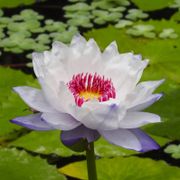 Botanische Tuinen Universiteit Utrecht