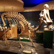Natuurhistorisch Museum Maastricht