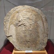 Stichting Gelders Geologisch Museum