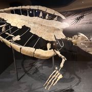 Natuurhistorisch Museum Maastricht