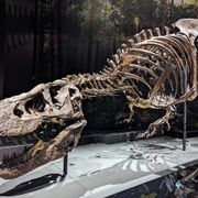 Naturalis