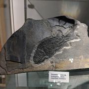 Stichting Gelders Geologisch Museum