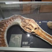 Stichting Gelders Geologisch Museum