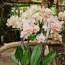 Pantropica (voorheen de Orchideeën Hoeve)