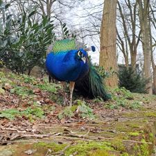 Kasteelpark Born