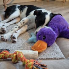 Pets Place Boerenbond