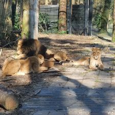 DierenPark Amersfoort