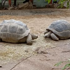 DierenPark Amersfoort