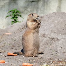 Diergaarde Blijdorp