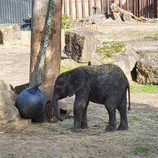 Ouwehands Dierenpark