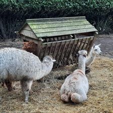 Dierenpark de Oliemeulen