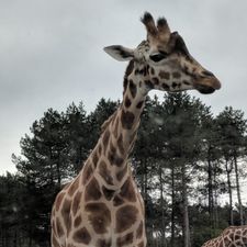 Safaripark Beekse Bergen