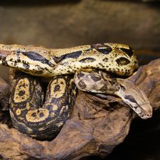 Dierenpark de Oliemeulen