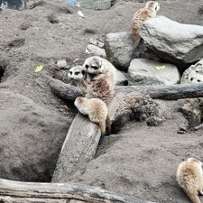 Dierenpark de Oliemeulen