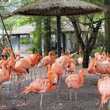 Ouwehands Dierenpark