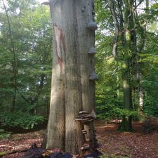Golfclub Lauswolt